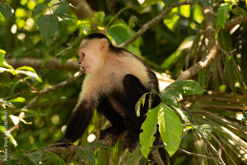 close-up of a white faced capuchin monkey at the riverfront costa rica