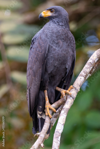 close-up of a mangrove black hawk sitting  on a branch at the roiverfront in costa rica