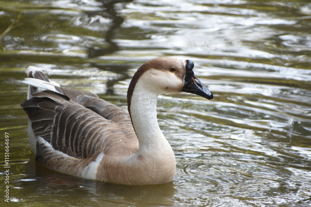 Obraz premium The Chinese is an international breed of domestic goose, known by this name in Europe and in North America. Unlike the majority of goose breeds, it belongs to the knob geese, which derive from Anser c