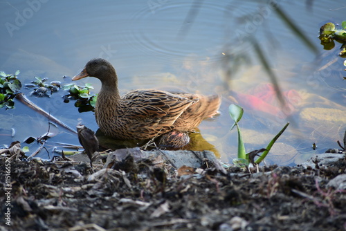 Mallard or wild duck (Anas platyrhynchos) is a dabbling duck that breeds throughout the temperate and subtropical Americas, Eurasia, and North Africa. It has been introduced t