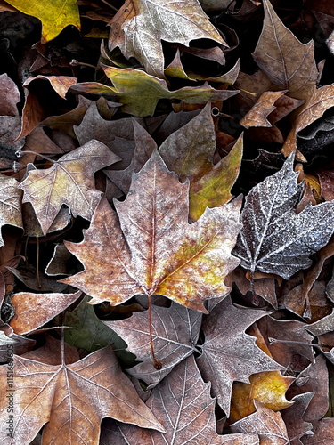 hojas entre el otoño y el invierno  photo