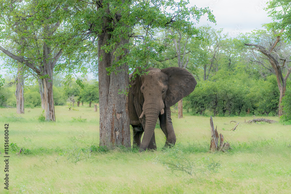 Fototapeta premium A solitary elephant hides behind a tree, its massive body partially concealed.