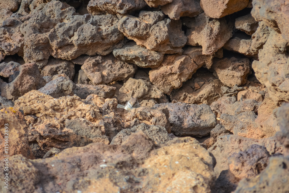 Photo of a chipmunk in the rocks at the foot of a volcano Photo of a chipmunk in the rocks at the foot of a volcano