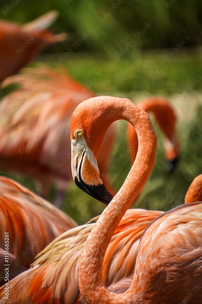 Obraz premium Flamingo from Singapore's Bird Paradise 