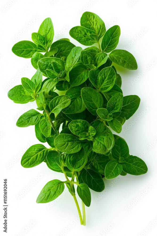 Fresh oregano leaves on white background, perfect for culinary use Fresh oregano leaves on white background, perfect for culinary use