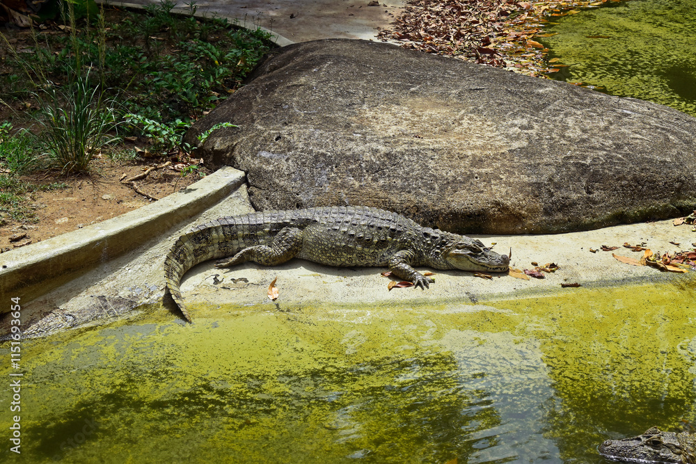 Cayman near on lake in zoo, Rio de Janeiro, Brazil