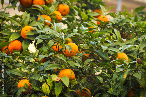 Several oranges on a tree. Group of orange type citrus fruits from a growing tree in a grove or garden