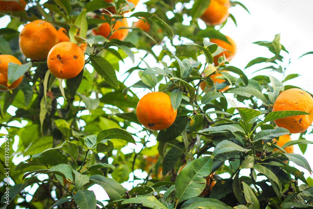 Several oranges on a tree. Group of orange type citrus fruits from a growing tree in a grove or garden Several oranges on a tree. Group of orange type citrus fruits from a growing tree in a grove or garden
