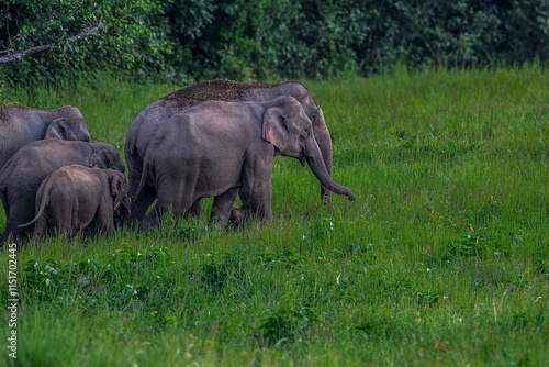 Elephants are large mammals and are the largest land animals. Wild elephants eat plants. They are big, have a small head, big legs, and have a trunk that reaches to the ground. That trunk is the nose. photo