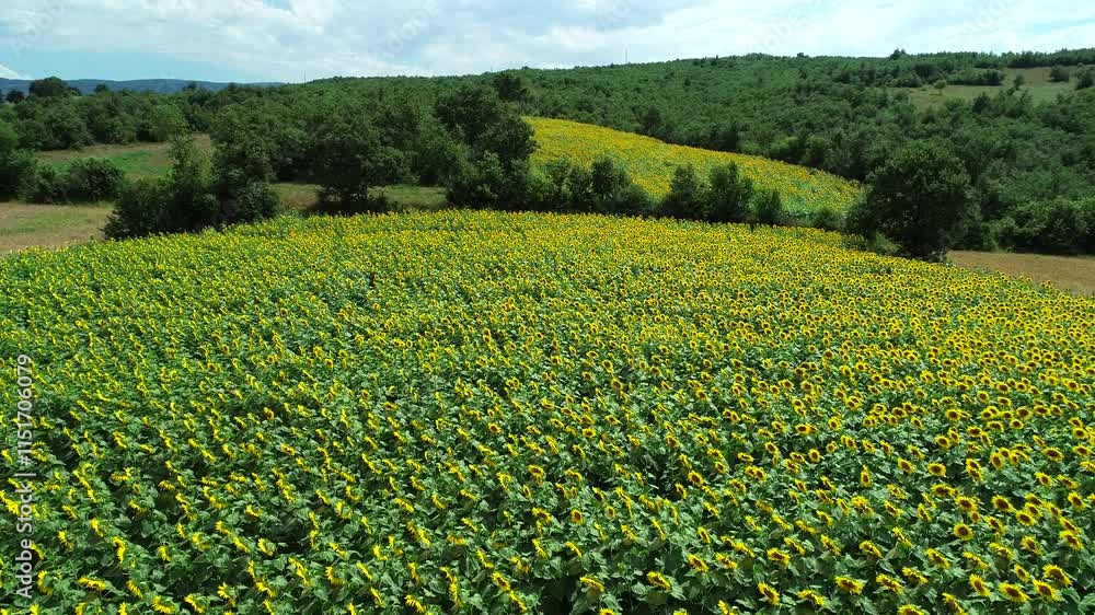 Vast sunflower field, golden blooms forming a breathtaking mosaic from. The symmetrical rows stretch endlessly, creating a stunning visual under the bright summer sky. Vast sunflower field, golden blooms forming a breathtaking mosaic from. The symmetrical rows stretch endlessly, creating a stunning visual under the bright summer sky.