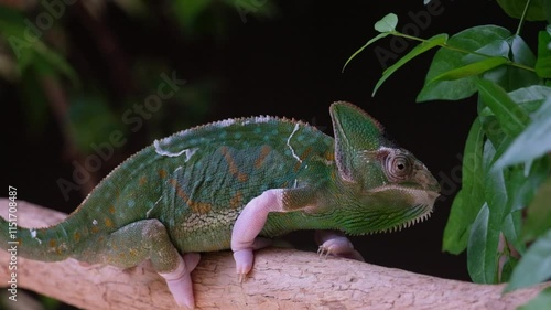 Wallpaper Mural The veiled chameleon  is native to the Arabian Peninsula in Yemen and Saudi Arabia. Torontodigital.ca