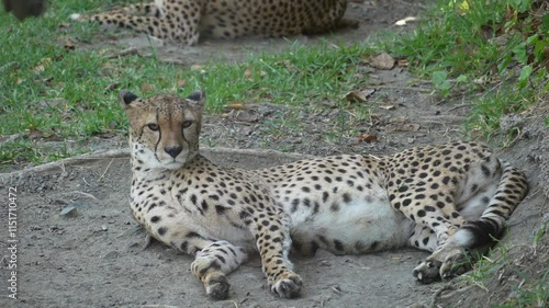 Cheetah lying on the ground near grass, looking around in zoo enclosure, 4K daylight footage