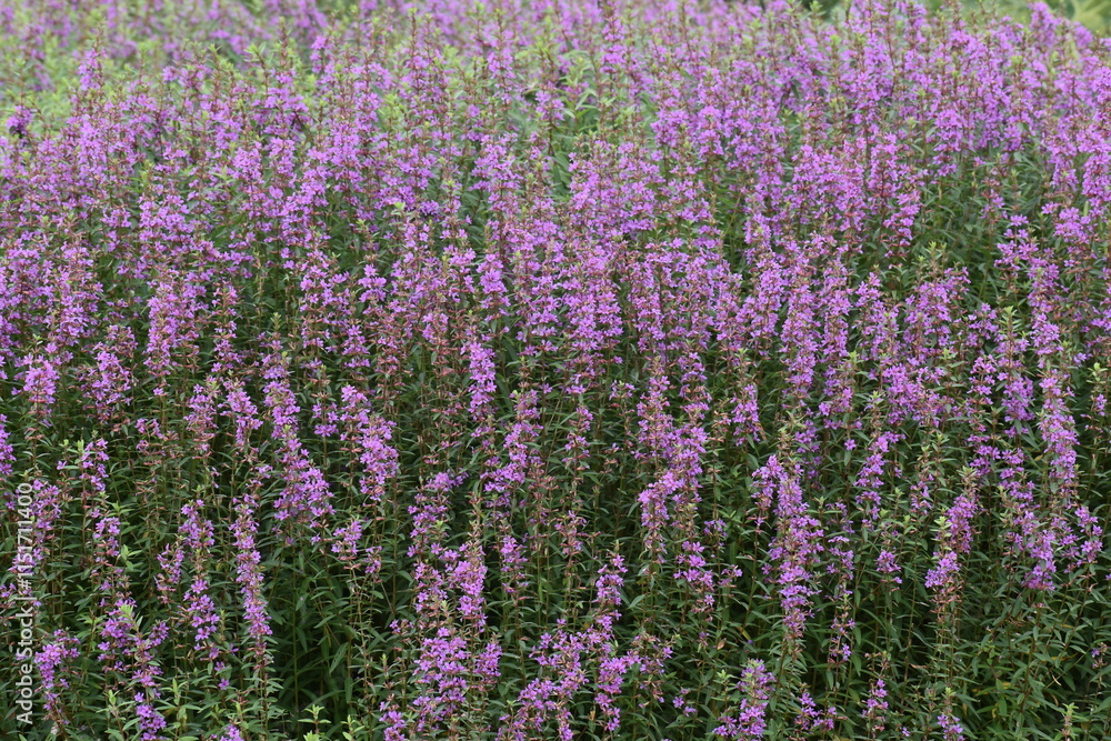 Obraz premium Flower Purple-27