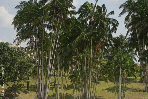 Wallpaper Mural palm trees in the park Torontodigital.ca