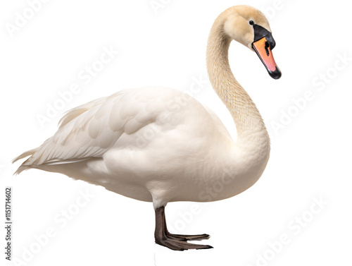 a white swan with a long neck photo