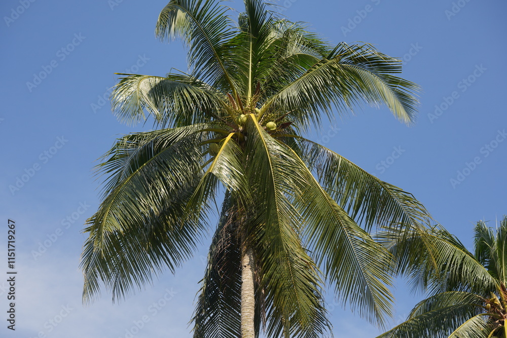 Fototapeta premium A coconut tree is a tall, graceful palm that epitomizes tropical landscapes with its iconic silhouette and versatile offerings.