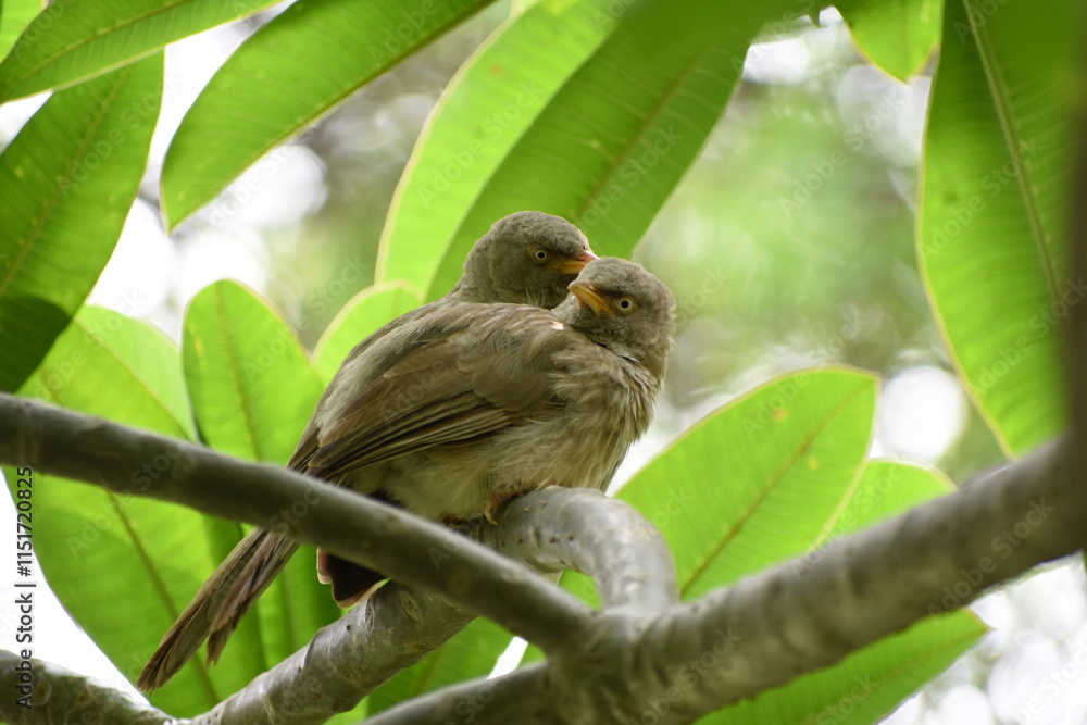 Fototapeta premium The jungle babbler is a member of the family Leiothrichidae found in the Indian subcontinent. Jungle babblers are gregarious birds that forage in small groups of six to ten birds.