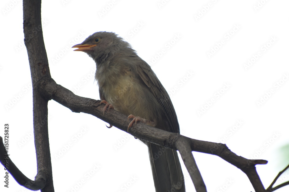 Fototapeta premium The jungle babbler is a member of the family Leiothrichidae found in the Indian subcontinent. Jungle babblers are gregarious birds that forage in small groups of six to ten birds.