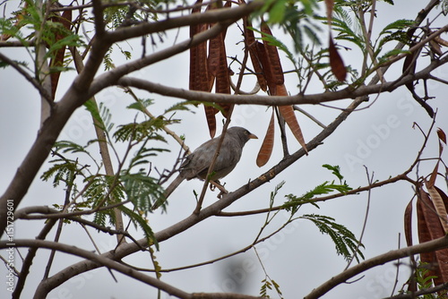 The jungle babbler is a member of the family Leiothrichidae found in the Indian subcontinent. Jungle babblers are gregarious birds that forage in small groups of six to ten birds. photo