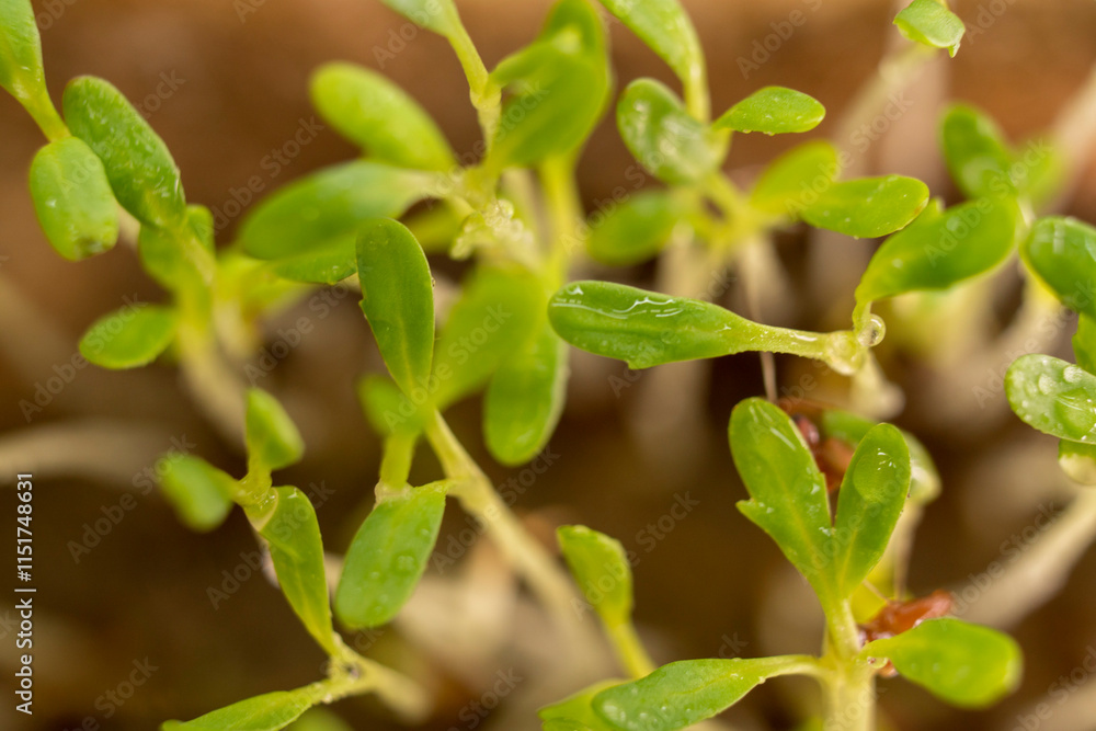Microgreens watercress. Cress seedlings on a dark background. Growing microgreen sprouts. New life concept Microgreens watercress. Cress seedlings on a dark background. Growing microgreen sprouts. New life concept