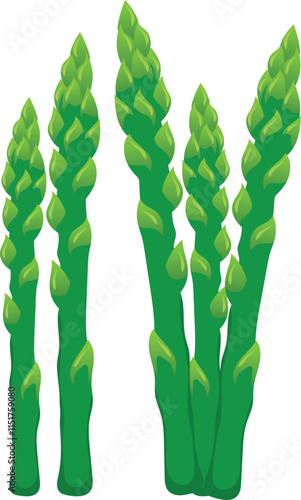 Fresh Asparagus isolated on white background. vector illustration for  design elements, Asparagus bunch cartoon flat style.
