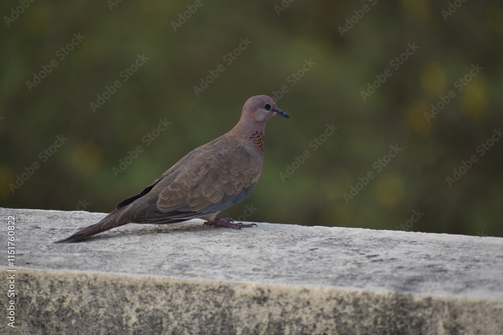 Obraz premium The laughing dove is a small pigeon that is a resident breeder in Africa, the Middle East, South Asia, and Western Australia where it has established itself in the wild after being released from Perth