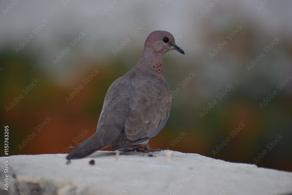 The laughing dove is a small pigeon that is a resident breeder in Africa, the Middle East, South Asia, and Western Australia where it has established itself in the wild after being released from Perth