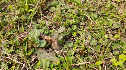 Orgyia leucostigma. Its other name white-marked tussock moth and caterpillar. This is a moth in the family Erebidae. Larva of Orgyia leucostigma.

 photo