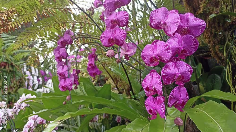 blooming orchid flower garden horticulture blooming orchid flower garden horticulture