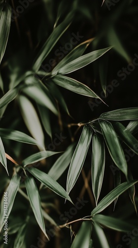 Wallpaper Mural Captivating Upward View through a Dense Bamboo Grove Torontodigital.ca