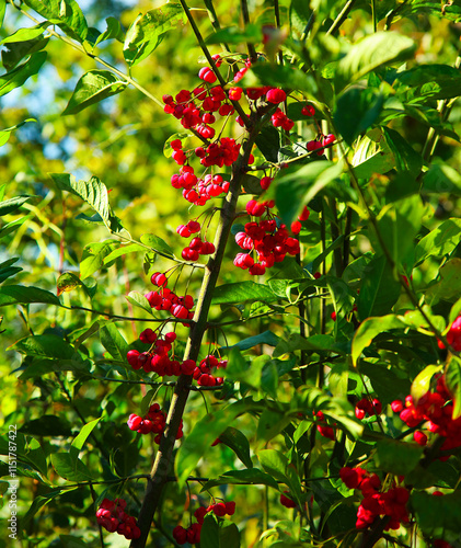 Roter Strauch in der Natur
