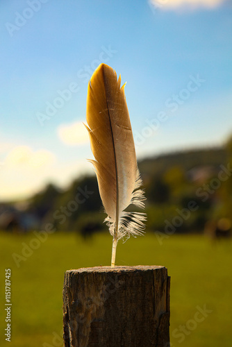 Feder in der Natur