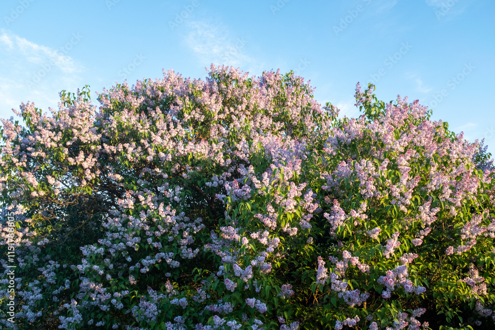 Blooming lilac bushes on blue sky background. Lilac background at the sunny day for publication, poster, calendar, post, screensaver, wallpaper, banner, cover, website. High quality photography Blooming lilac bushes on blue sky background. Lilac background at the sunny day for publication, poster, calendar, post, screensaver, wallpaper, banner, cover, website. High quality photography