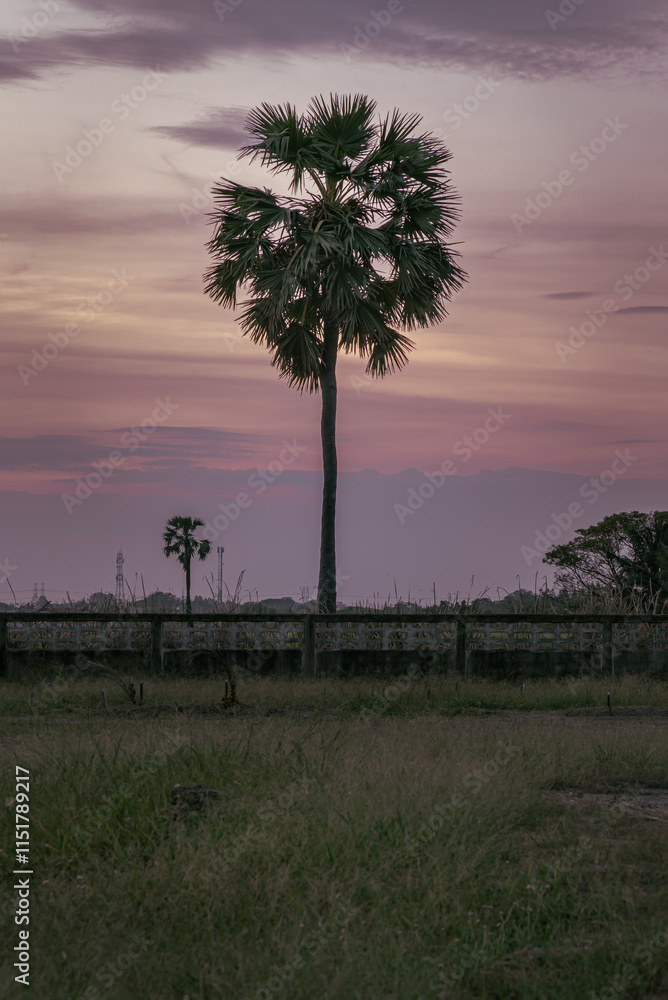 Silhouette of outstanding sugar palm tree in the middle of a rice field against sky during colorful sunset. Beautiful scenic view of nature landscape in rural, use it as your Wallpaper, Poster and Spa
