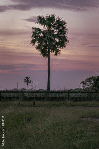 Obraz na płótnie Silhouette of outstanding sugar palm tree in the middle of a rice field against sky during colorful sunset. Beautiful scenic view of nature landscape in rural, use it as your Wallpaper, Poster and Spa w salonie