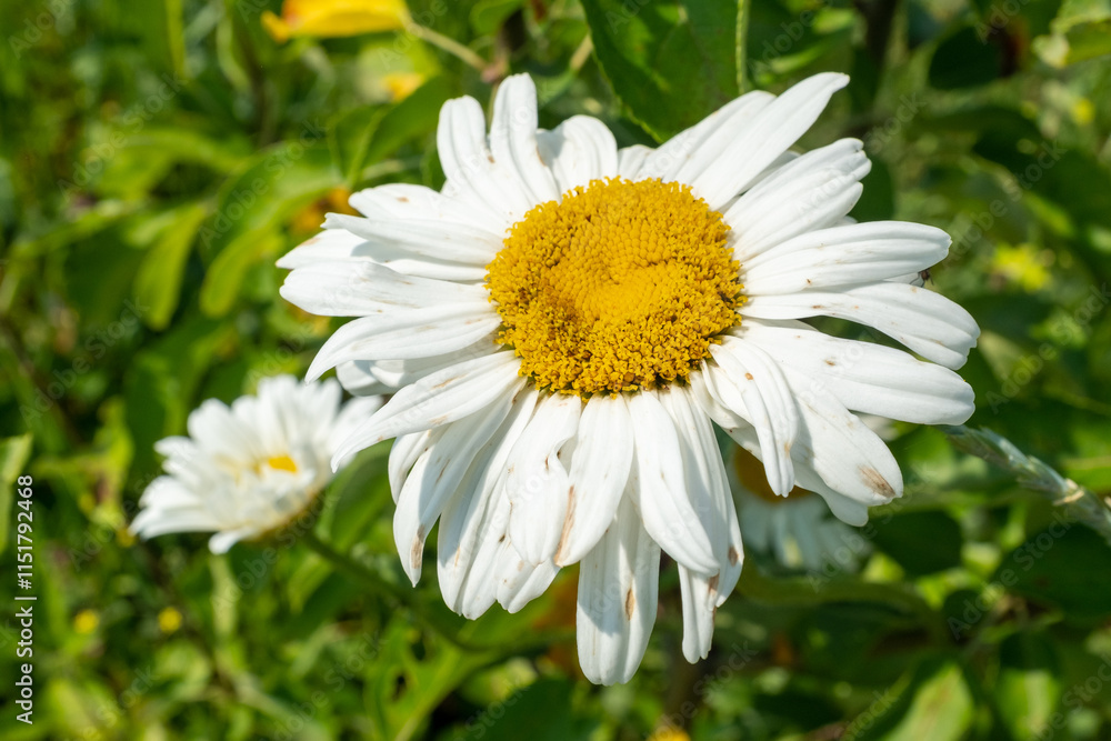 Daisy flower bloom on a meadow, close-up. Camomile flower. Chamomiles with white petals in grass for poster, calendar, post, screensaver, wallpaper, banner, cover, website. High quality photo Daisy flower bloom on a meadow, close-up. Camomile flower. Chamomiles with white petals in grass for poster, calendar, post, screensaver, wallpaper, banner, cover, website. High quality photo