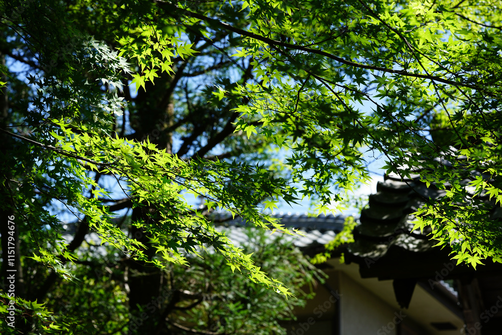 Fototapeta premium 京都の洛北の仏教寺院の参道の風景