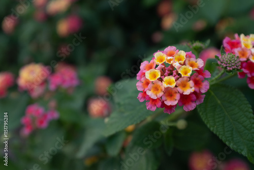 Blooming Lantana flowers, close-up Flowering plant Spanish flag for publication, design, poster, calendar, post, screensaver, wallpaper, postcard, banner, cover, website. High quality photo photo