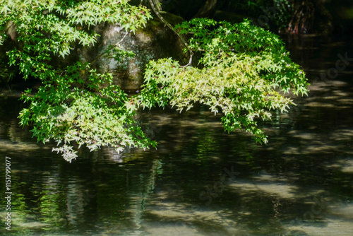 京都の仏教寺院の池のある庭園 photo