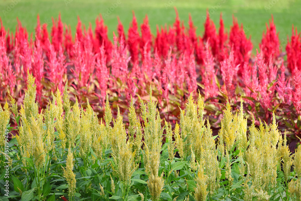 Celosia red and yellow flowers field color contrast in the park Celosia red and yellow flowers field color contrast in the park