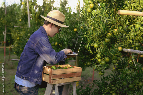 The orchard owner's workers are happily tending the orange grove and picking oranges in the orange field.