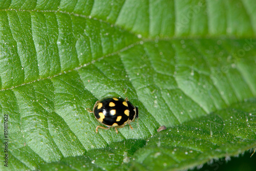 Vierzehnpunkt-Marienkäfer,  Schachbrett-Marienkäfer, Propylea quatuordecimpunctata photo