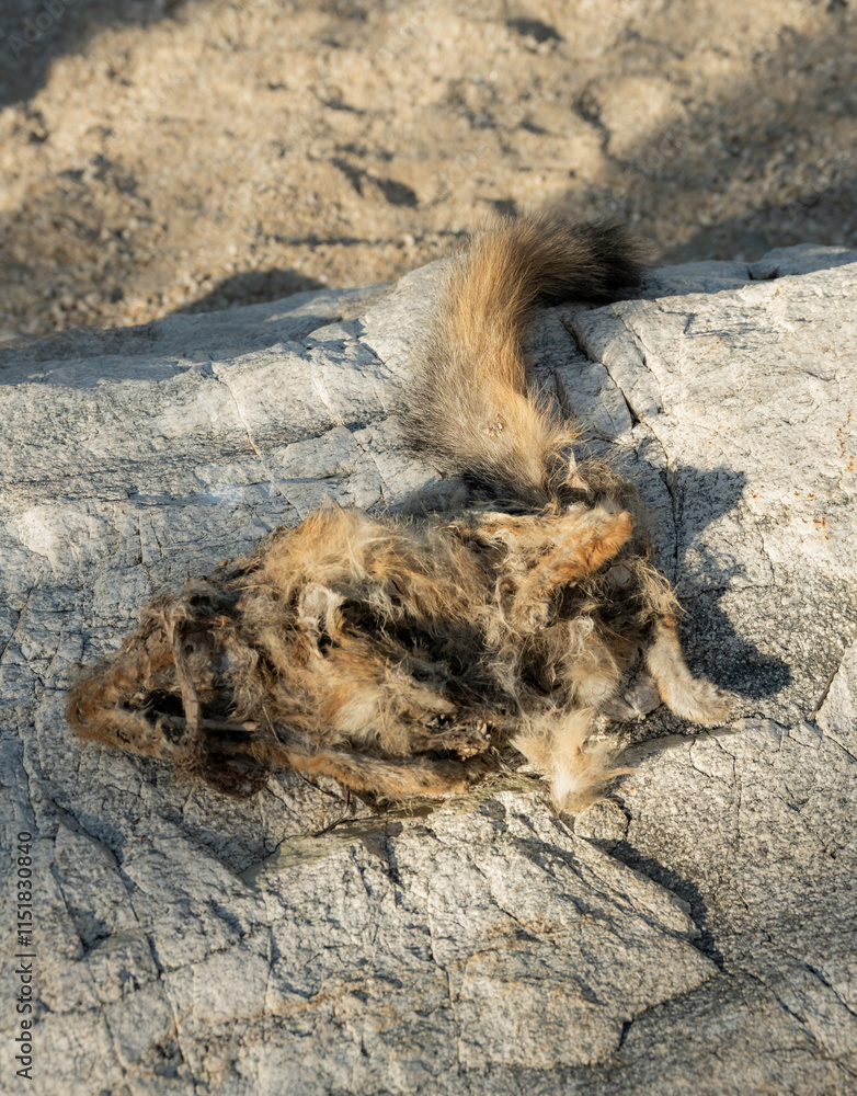 Obraz premium Dead Desert Fox Dries On Rock In Wash