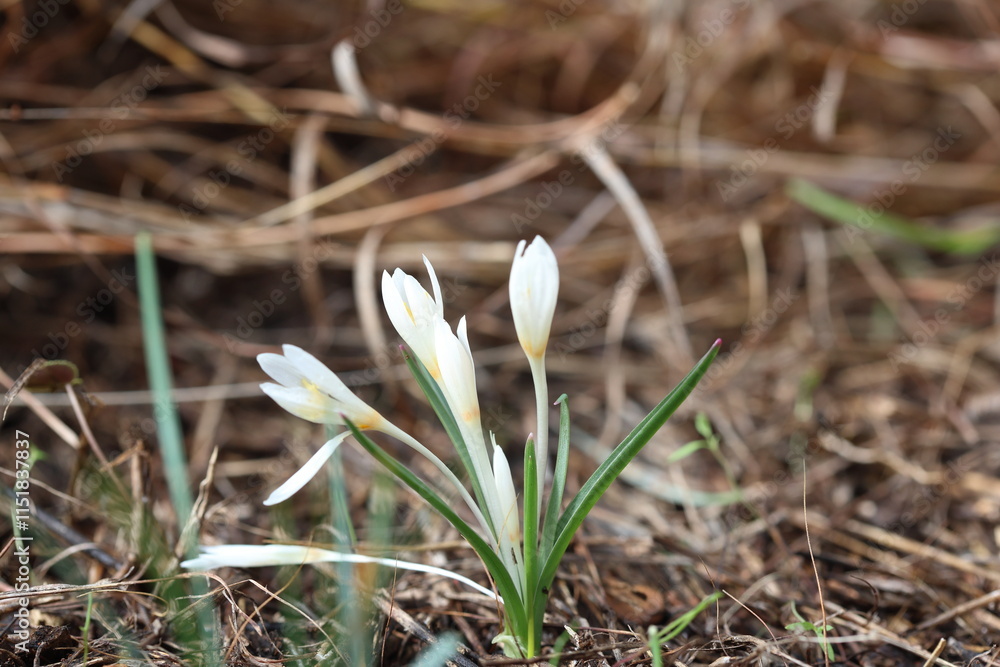wild crocus sp in mediterranean wild crocus sp in mediterranean