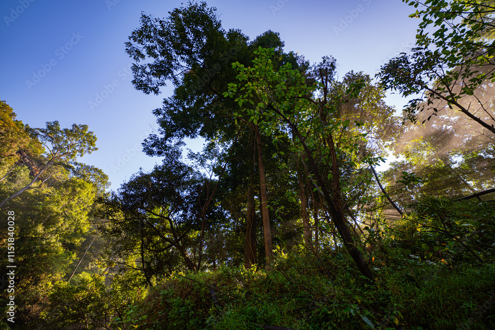 Golden sunlight streams through a dense forest canopy, casting dramatic rays over a misty trail. The tranquil scene captures the serene beauty of nature illuminated by warm light. Golden sunlight streams through a dense forest canopy, casting dramatic rays over a misty trail. The tranquil scene captures the serene beauty of nature illuminated by warm light.