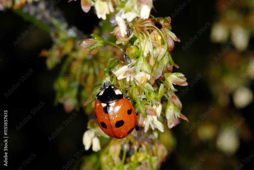 Fototapeta premium Marienkäfer, Asiatischer, Harmonia axyridis