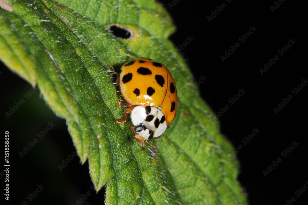 Fototapeta premium Marienkäfer, Asiatischer, Harmonia axyridis