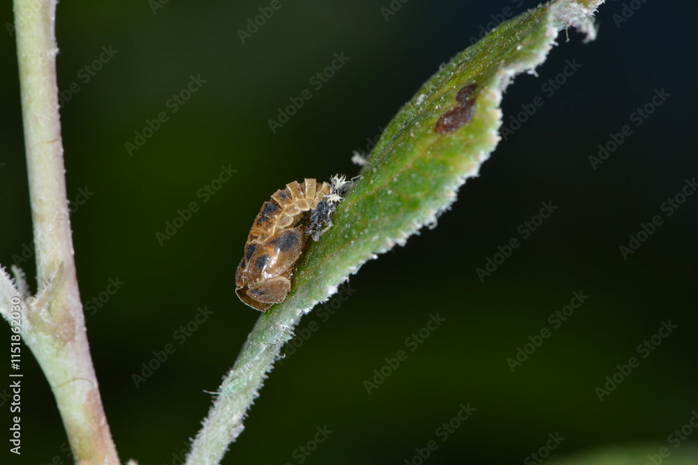 Marienkäfer, Asiatischer, Harmonia axyridis Marienkäfer, Asiatischer, Harmonia axyridis