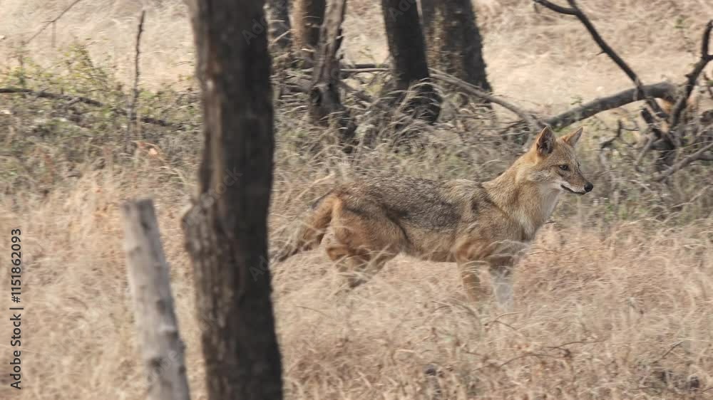 Pair of Golden Jackal Canis Aureus at Ranthambore National Park, Rajasthan, India Pair of Golden Jackal Canis Aureus at Ranthambore National Park, Rajasthan, India