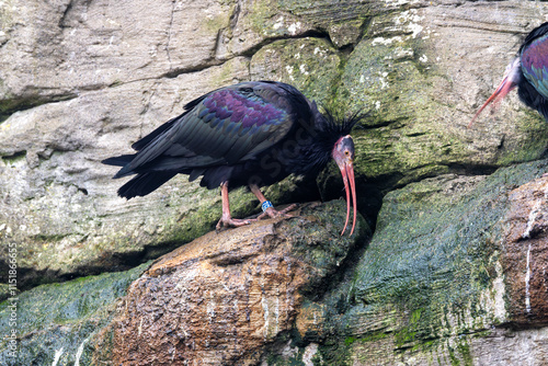 Northern Bald Ibis (Geronticus eremita) - Found in arid areas, Morocco; photographed in a wildlife reserve. photo